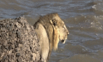 মানুষ দেখে ভয়ে সাগরে ঝাঁপ দিল বনের রাজা সিংহ মশাই