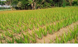 নানাগুনের অধিকারী ঘৃতকুমারী অনন্য এক ভেষজ উদ্ভিদ