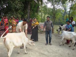 গবাদি পশুর ব্লোট বা পেট ফাঁপা রোগে খামারীদের করনীয়