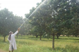 আমবাগানে বালাইনাশক স্প্রে প্রয়োজনীয়তা ও করণীয়