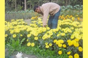 ফুল চাষী একজন লিটনের সফলতার নানা অজানা গল্প