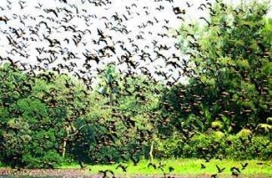 অতিথি পাখির কলরবে