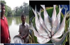 পুকুরে ইলিশ মাছ