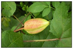 লতাকস্তরীঃ গুরুত্বপূর্ন ভেষজ উদ্ভিদের নাম