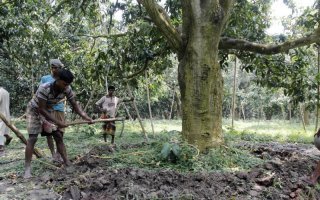 ফল গাছে নিয়মিত সার