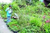 নার্সারিতে চারা ও গাছে সেচ ব্যবস্থাপনা যেমন হওয়া উচিত