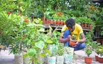 নার্সারীর ফলবাগান ও মাতৃবাগান পরিচর্যা করবেন যেভাবে