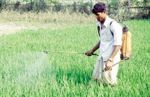 কীটনাশক সাবানঃ বিষাক্ত কীটনাশকের বিকল্প