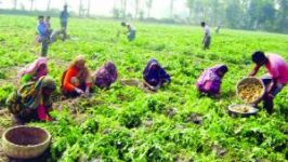 জয়পুরহাটের কালাইয়ে আলু চাষিদের মুখে হাসির ঝিলিক