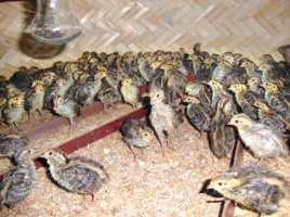 পোল্ট্রি জগতের অন্যতম সদস্য কোয়েল পাখি