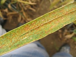 গমের নানা রোগ ঃগমের পাতা ঝলসানো রোগ দমনের করণীয়