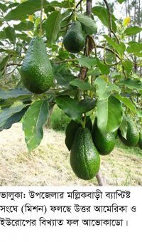 ভালুকার মাটিতে চাষ হচ্ছে মালটা ও অ্যাভোকাডো