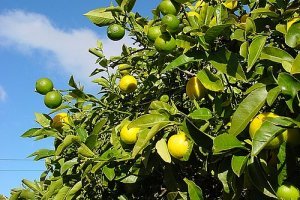 লেবু ভিটামিন সি সহ নানা গুনের প্রাকৃতিক এক উৎসের আধার