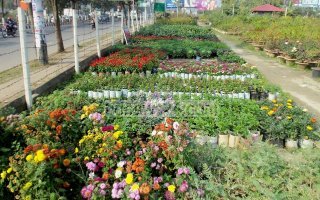 নার্সারি ব্যবসা ও বিনিয়োগের সম্ভাবনাঃ হতে পারে লাভজনক খাত