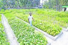 নার্সারিতেও আসতে পারে সাফল্য