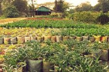 লাভজনক নার্সারী করার  জন্য যেসব বিষয় বিবেচনা করা জরুরী