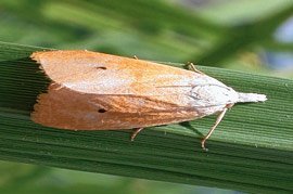 ধানের নানা রকম রোগবালাই ও তার প্রতিকারের নানা উপায়
