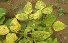 মুগ ও মাস কলাইয়ের রোগ এবং তাদের প্রতিকার