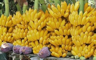 প্রতিদিন স্বর্গীয় ফল কলা খান আর সুস্থ জীবন যাপন করুন