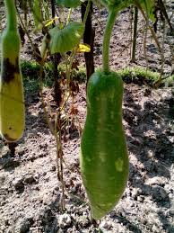 শীতকালীন মজাদার সবজি লাউয়ের নানারকম রোগ ও তার প্রতিকার