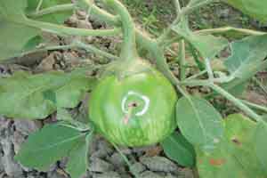 বেগুনের ক্ষতিকর পোকা মাকড় ও দমন ব্যবস্থা