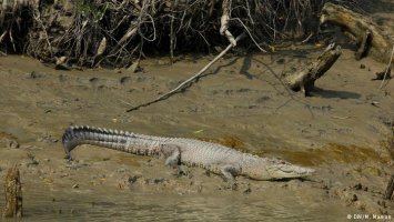 বিশ্বখ্যাত ম্যানগ্রোভ সুন্দরবনের খাল ও কুমির জরিপ চলছে