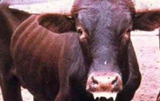 খুরা রোগের প্রাদূর্ভাব