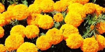 জেনে নিন প্রাকৃতিক ওষুধ হিসেবে গাঁদা ফুলের নানা ভেষজ গুনাগুনের যত কথা