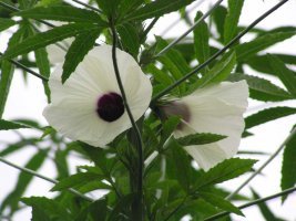 অনুর্বর জমিতে কেনাফ চাষ হতে পারে আয়ের অন্যতম উৎস