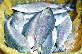 মা ইলিশ সংরক্ষণে ২২ দিন ইলিশ আহরণ নিষিদ্ধের সুপারিশ