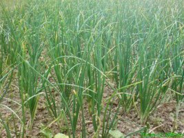 ফরিদপুরে পেঁয়াজের বাম্পার ফলন  ঃ খুশিতে জেলার চাষিরা