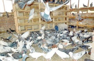 বাণিজ্যিকভাবে কবুতর পালনে স্বাবলম্বী শার্শার পাঁচ শতাধিক যুবক