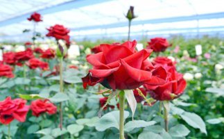 জেনে নিন নানা ফুলের ভেষজ গুনাগুন ও ব্যবহার করার নিয়ম