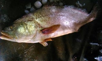 ভারতের বাজারে একটা মাছের দাম ৮ লাখ টাকায় বিক্রি হয়েছে