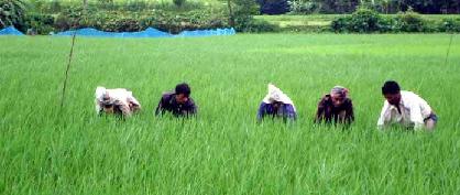 সেপ্টেম্বর মাসের প্রথম পক্ষ, অথবা- ভাদ্র মাসের দ্বিতীয় পক্ষের কৃষি কাজ