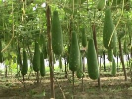 যশোরের শার্শা বেনাপোলে হাইব্রিড লাউয়ের বাম্পার ফলন