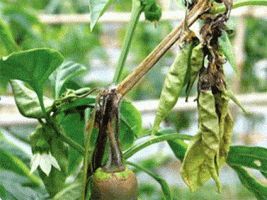 অতি গুরুত্বপূর্ণ সবজি মরিচের নানা রোগ বালাই ও দমনে করণীয়