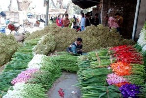 বসন্ত বরণ ও বিশ্ব ভালবাসা দিবস উপলক্ষে যশোরে ১৩ কোটি টাকার ফুল বিক্রি