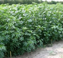 পরিবেশ বান্ধব উপকারীএক উদ্ভিদ কেনাফ ঃ জেনে নিন আদ্যোপান্ত