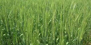 জেনে নিতে পারেন ফেব্রুয়ারি মাসের কৃষিতে করণীয় কাজ সমূহ