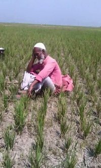 হাওরে পানির তীব্র কষ্টঃ এ যেন পানির দেশে পানির কষ্ট