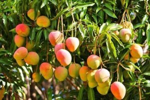 কোনও আতঙ্ক নয়, মৌসুমী আম খান প্রাণ ভরে