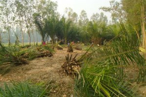 ঠাকুরগাওয়ে উদ্যোগের অভাবে বিলুপ্তির পথে পাম বাগান