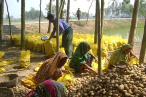বাসাবাড়িতে অতি স্বল্প পরিসরে চাষ করা যায় লাভের ফসল মাশরুম