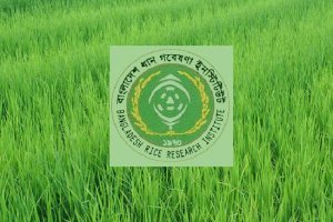 ধানের ডিএনএ গবেষণায় সাফল্য
