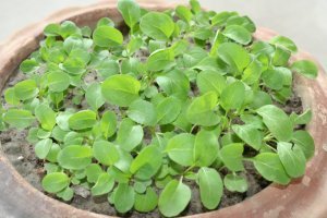 শেকৃবিতে চাষ হচ্ছে ক্যান্সার, ডায়াবেটিস ও হৃদরোগ প্রতিরোধী উদ্ভিদঃ ‘রুকোলা’