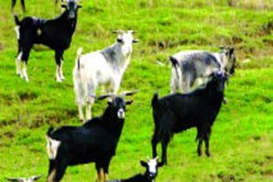 নিউজিল্যান্ডে জঙ্গি ছাগল আতঙ্কে মানুষের ঘুম হারাম!