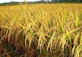 জুন মাসের কৃষি অথবা- জৈষ্ঠ্য মাসের দ্বিতীয় পক্ষের কৃষি কাজ