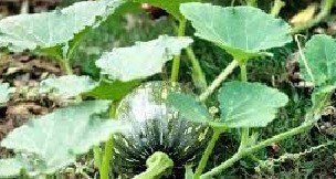 কুমড়ার রোগ বালাই ও তার সমন্বিত প্রতিকার ব্যবস্থা জেনে নিন