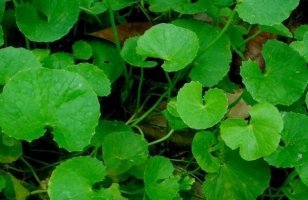 পথের ধারের অযত্ন আর অবহেলায় থানকুনিঃ আছে যার নানা  ভেষজ গুন